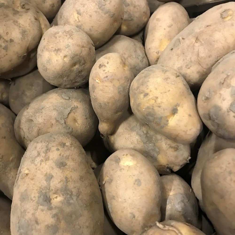 Commotie Eigenaardig noorden Nieuwe oogst Nicola aardappelen kopen | Aardappelenbezorgen.nl