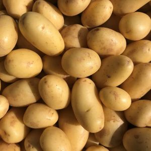Diagnostiseren doneren graan Online aardappelen kopen | Aardappelenbezorgen.nl